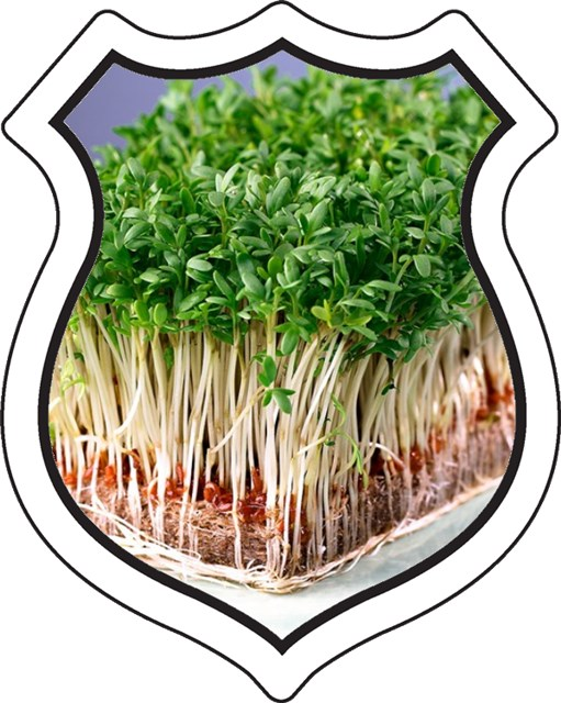 badge_mungomaster.png badge_mungomaster.png