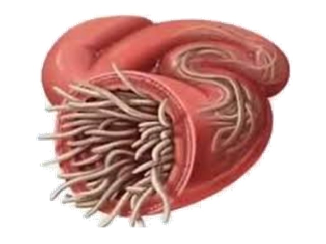 echuccini_1.png echuccini_1.png