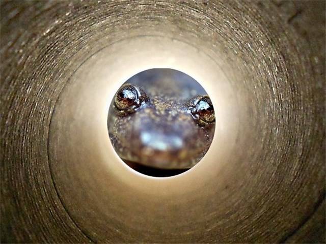 mlocioci.jpg mlocioci.jpg